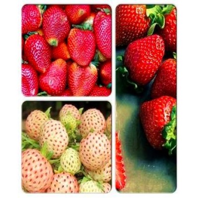Клубника > коллекция из 3-х сортов: Клубника Альбион => Клубника Анита => Клубника Аннабланка